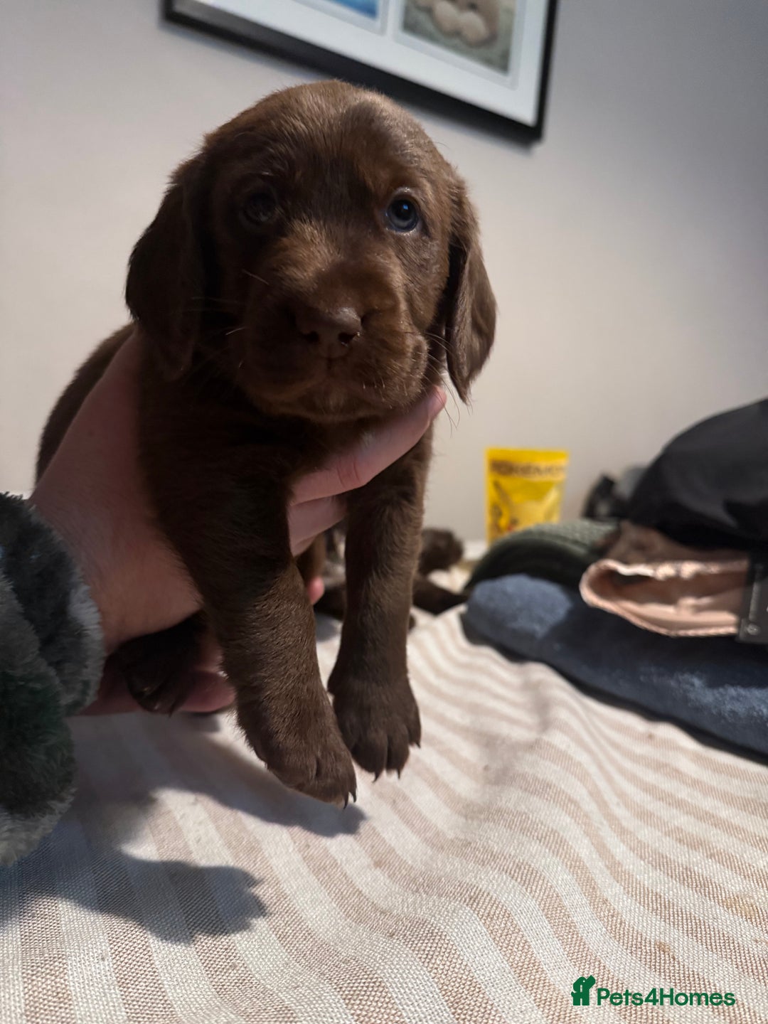Cockerdor dogs for sale: F1 Cockerador Puppies  - Advert 14