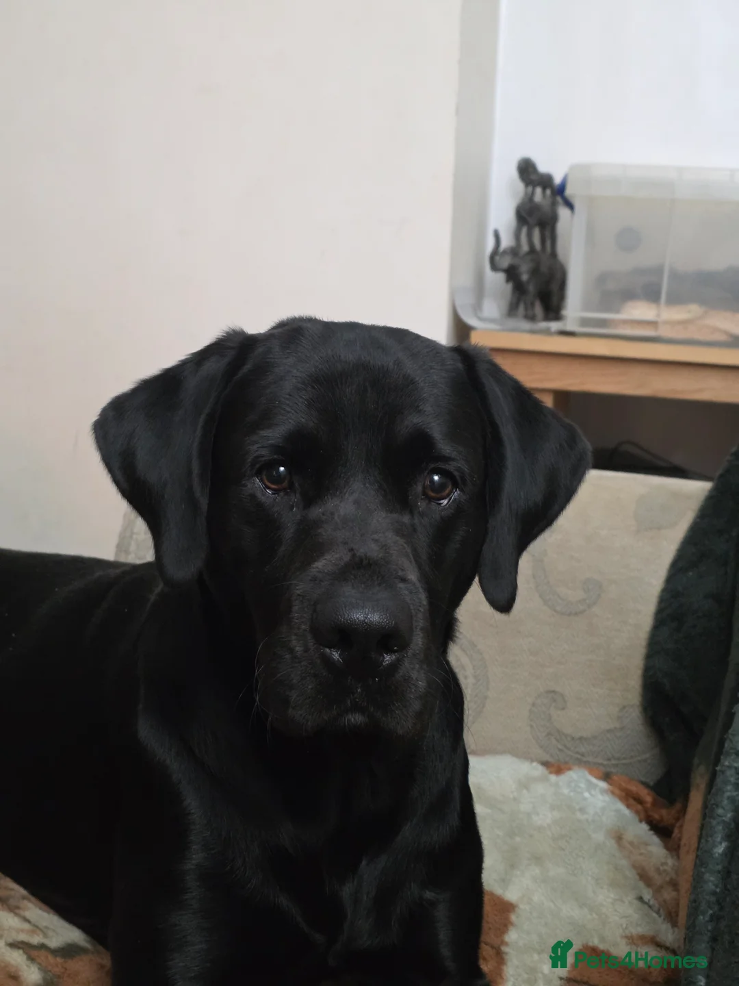 Labrador Retriever dogs for stud: Sabo fully health tested working and proven. in Withernsea - Advert 4