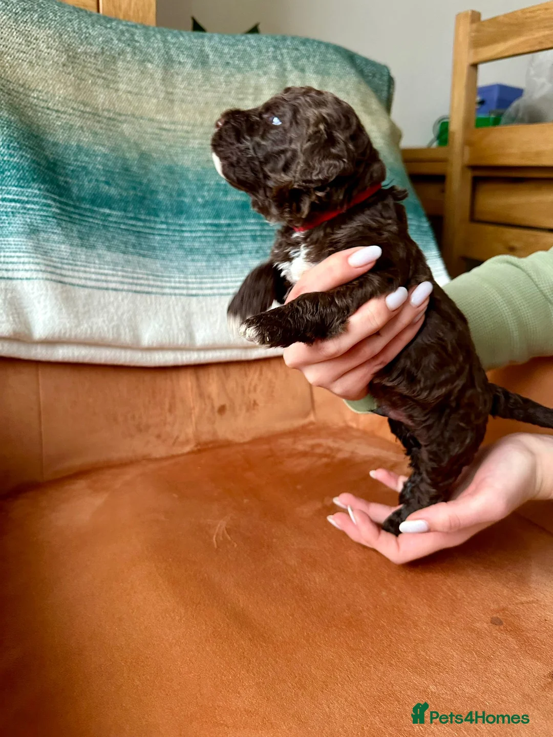 Lagotto Romagnolo dogs for sale: Lagotto Romagnolo Puppies  - Advert 14