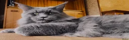 Maine Coon cats for sale: DNA health tested Maine coon kittens  - Advert 14