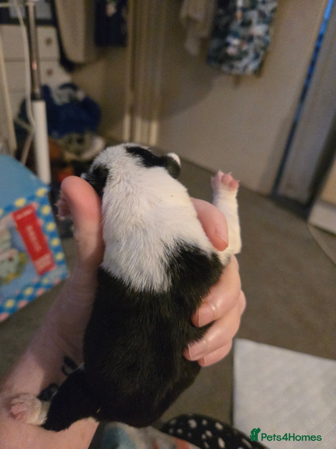Pug dogs for sale: 1 female panda pug  - Image 7