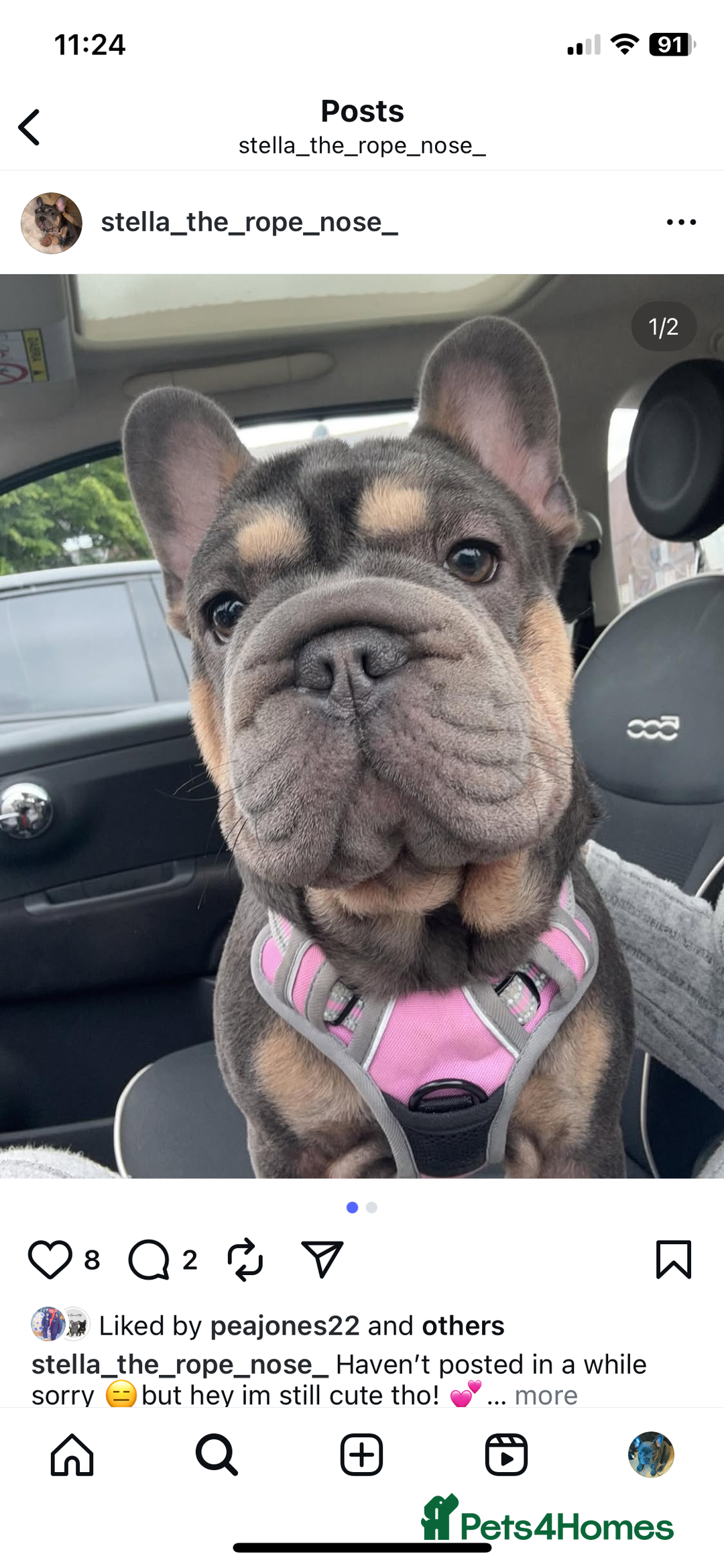 French Bulldog dogs for sale: ⭐️ KC Rope nose frenchies carrying fluffy ⭐️ - Image 13
