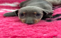 Miniature Dachshund dogs for sale: Miniature dachshund puppies  - Image 10