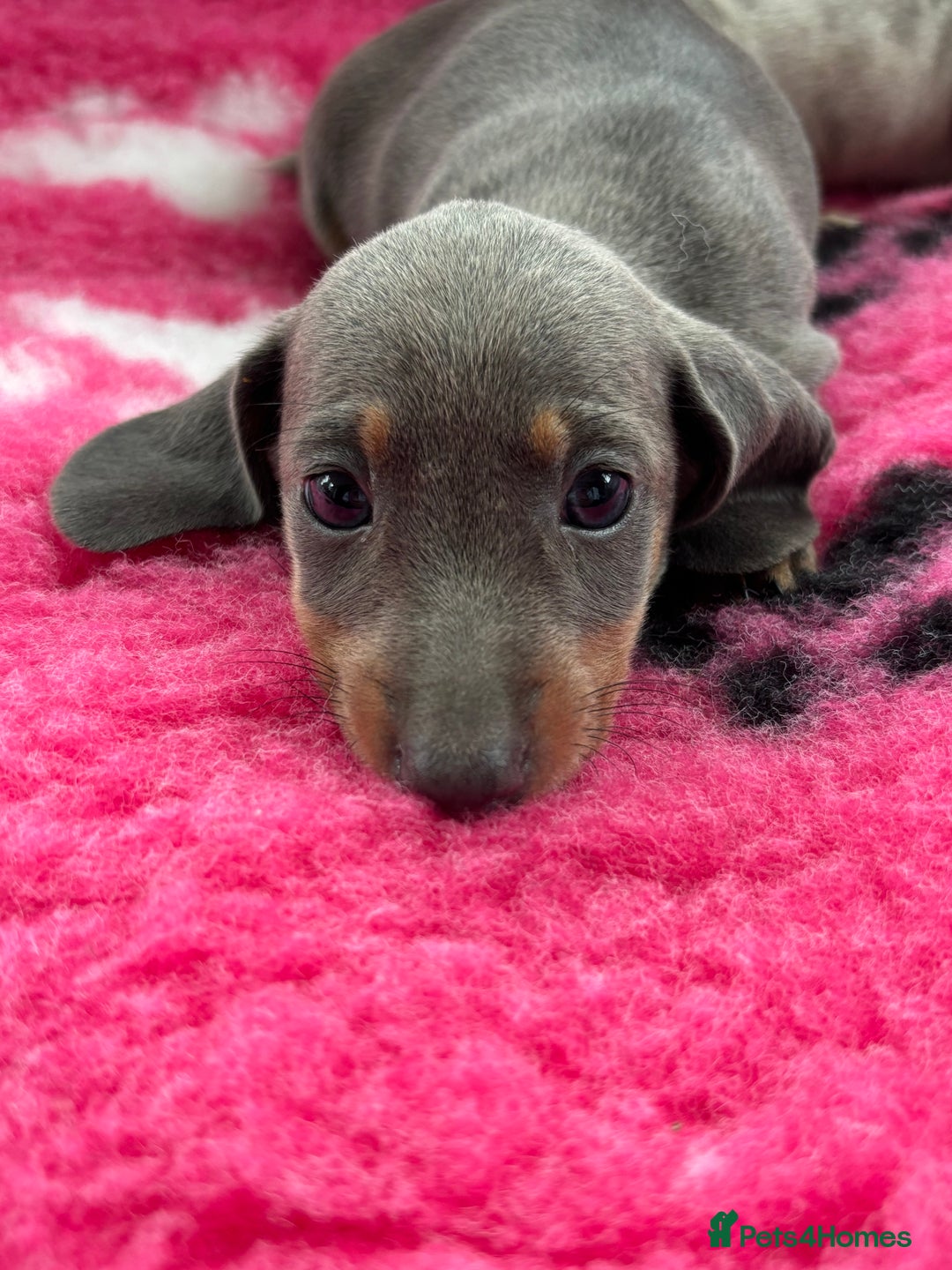 Miniature Dachshund dogs for sale: Miniature dachshund puppies  - Image 10