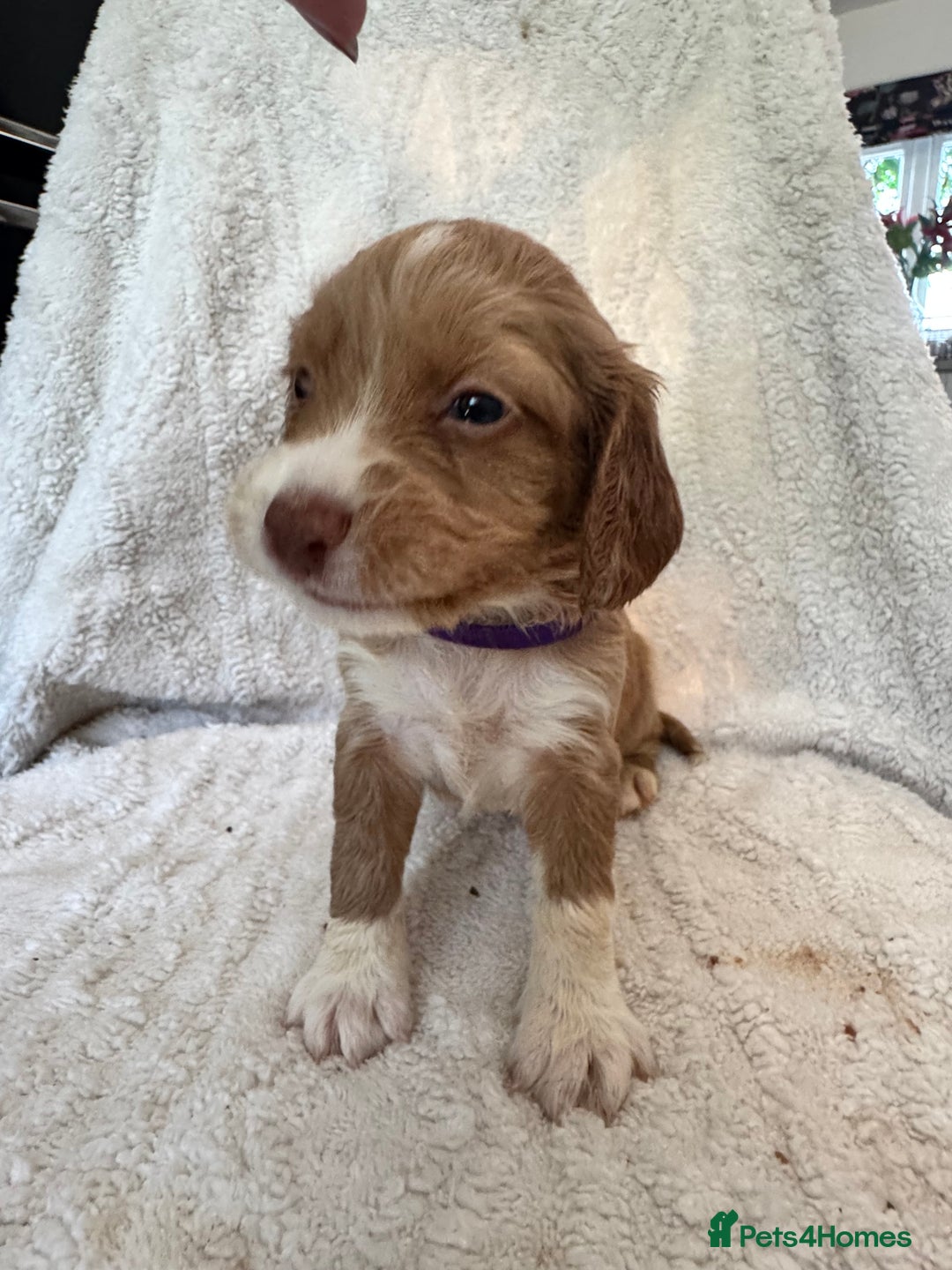 Sprocker dogs for sale: Gorgeous Homebred Sprocker Puppies - Image 8
