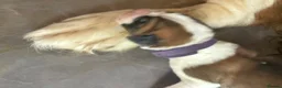 Saint Bernard dogs for sale: Saint Bernard puppies  in Cleethorpes - Advert 6