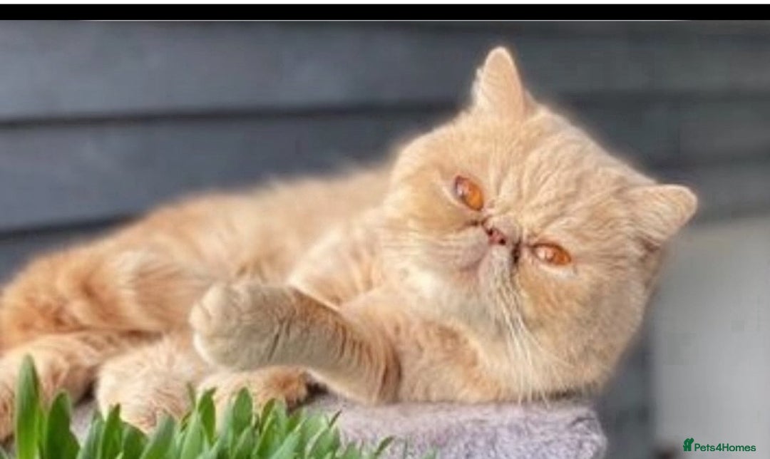 Exotic cats for sale: Gorgeous Golden Exotic Girl - Advert 12