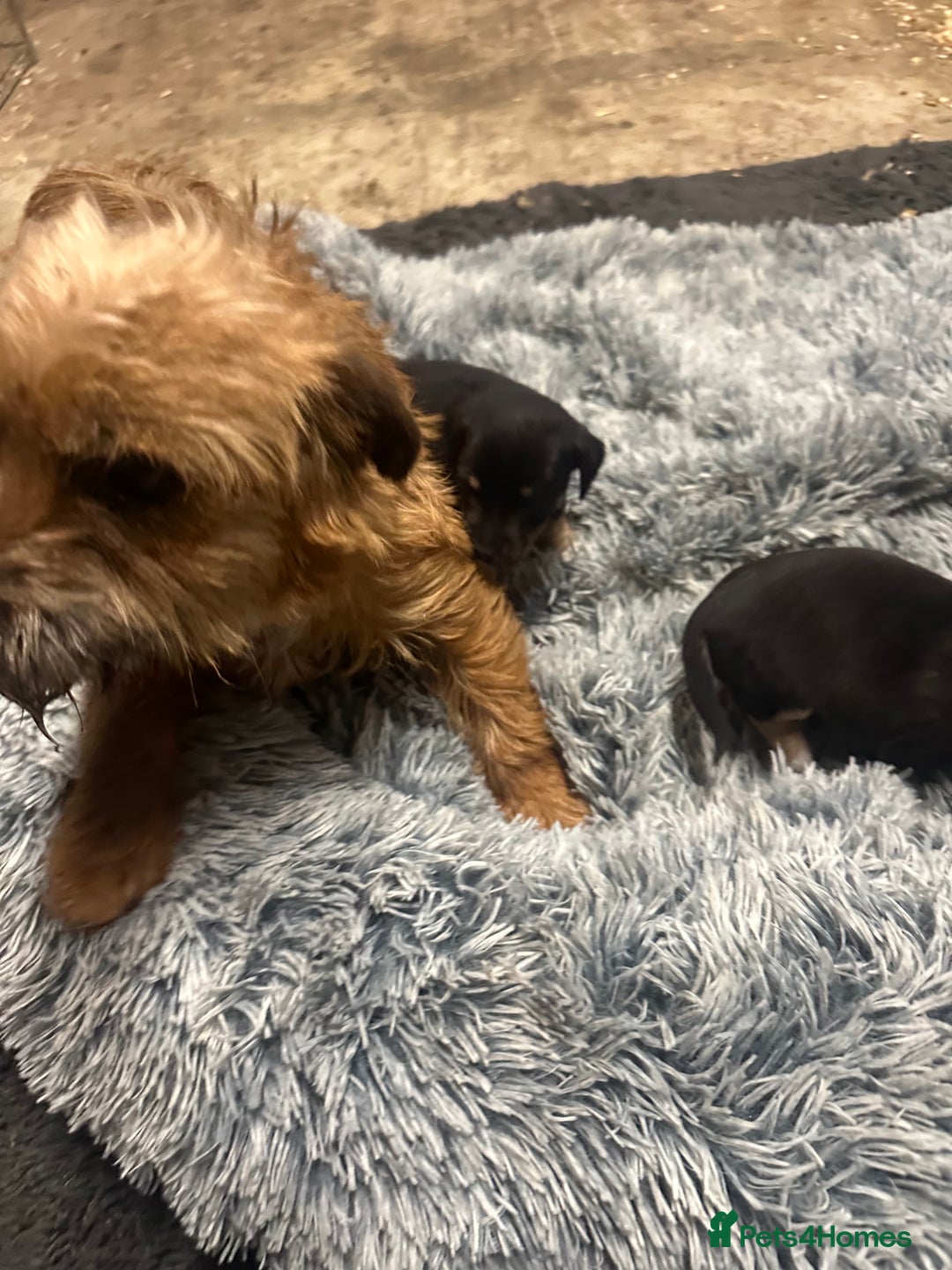 Border Terrier dogs for sale: Border terrier puppies  - Advert 3