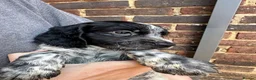 Mixed Breed dogs for sale: ONLY 4 BITCH PUPPIES LEFT - READY NOW - Advert 9