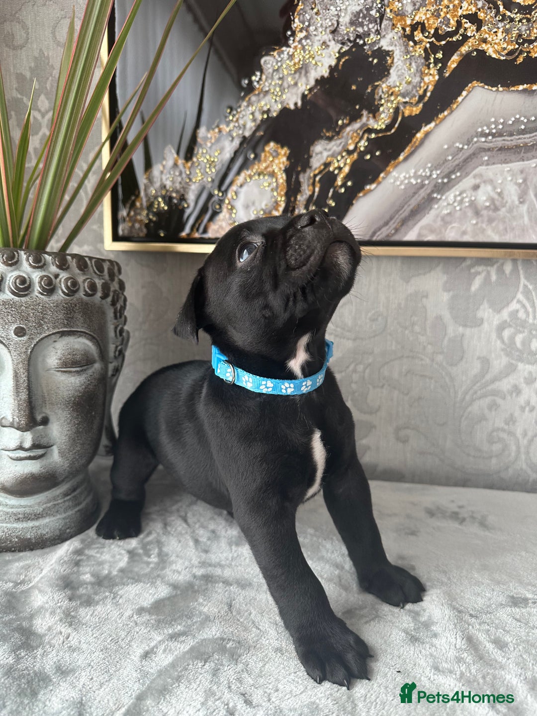 Staffordshire Bull Terrier dogs for sale: Chunky little staffy pups - Image 16