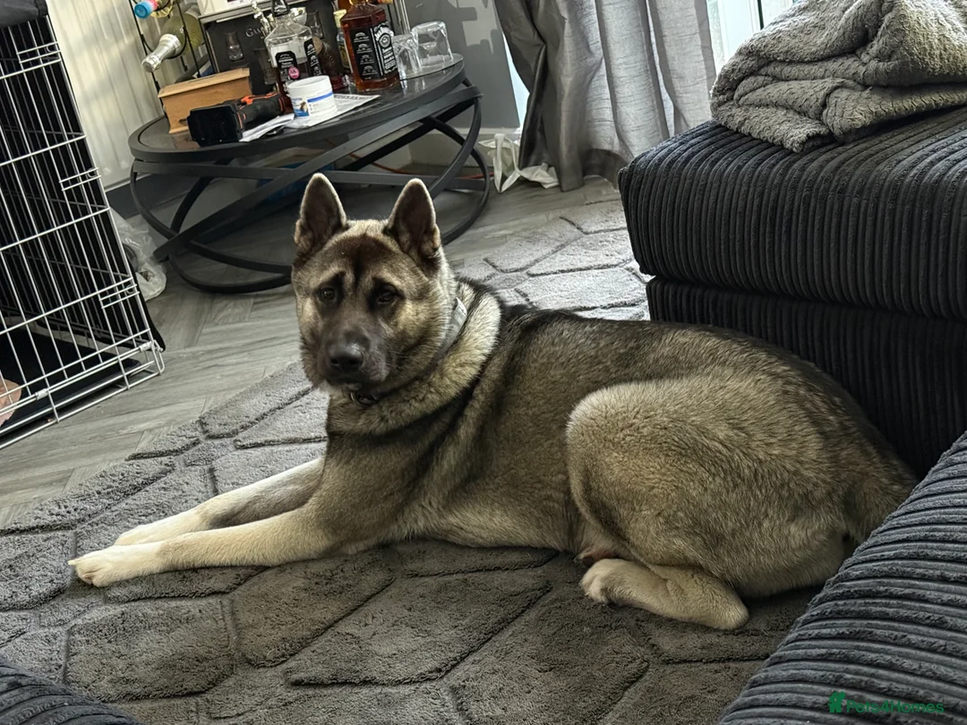 Akita dogs for sale:  Loving Home Needed for My Beautiful Girl  - Advert 2