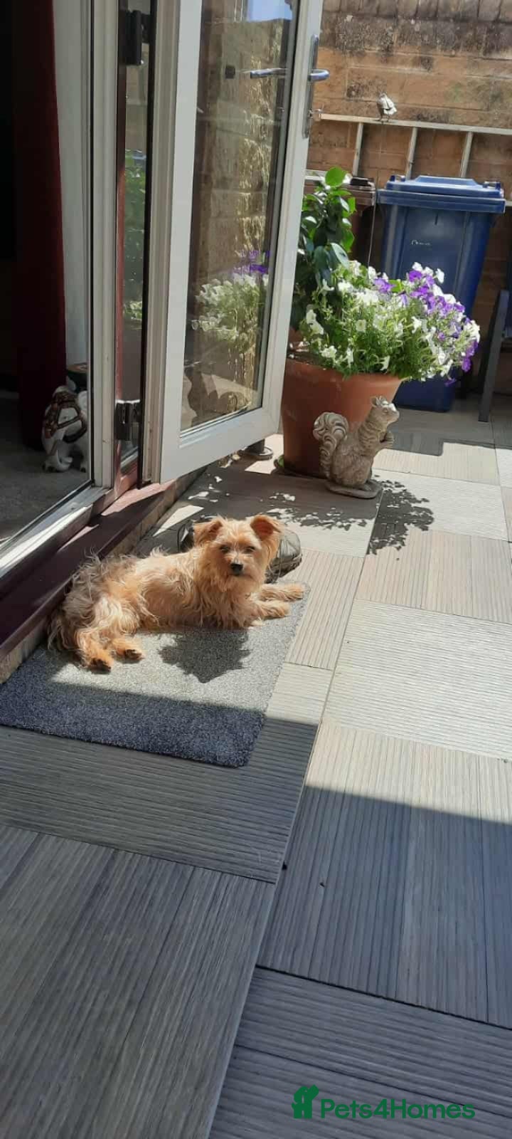 Mixed Breed dogs Mature male chorkie - Advert 2