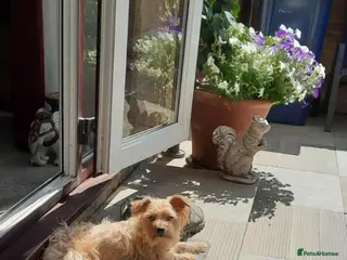 Mixed Breed dogs Mature male chorkie - Advert 2