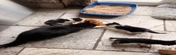 Mixed Breed cats for sale: 3 cute fluffy kittens  in Stranraer - Advert 4