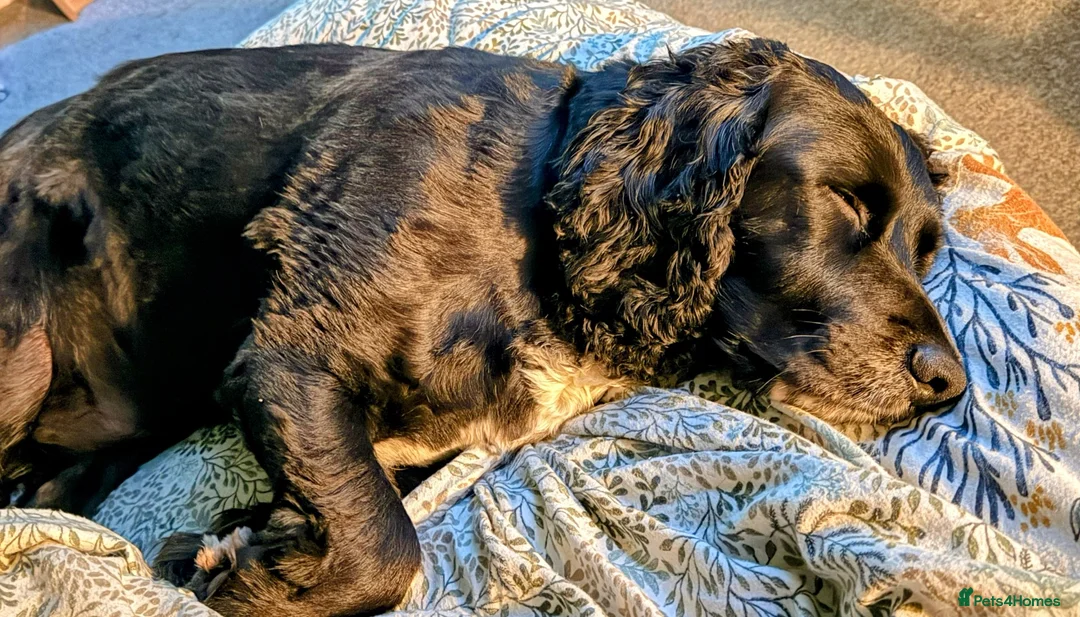 Sprocker dogs for sale: Male Sprocker in Sheffield - Advert 6