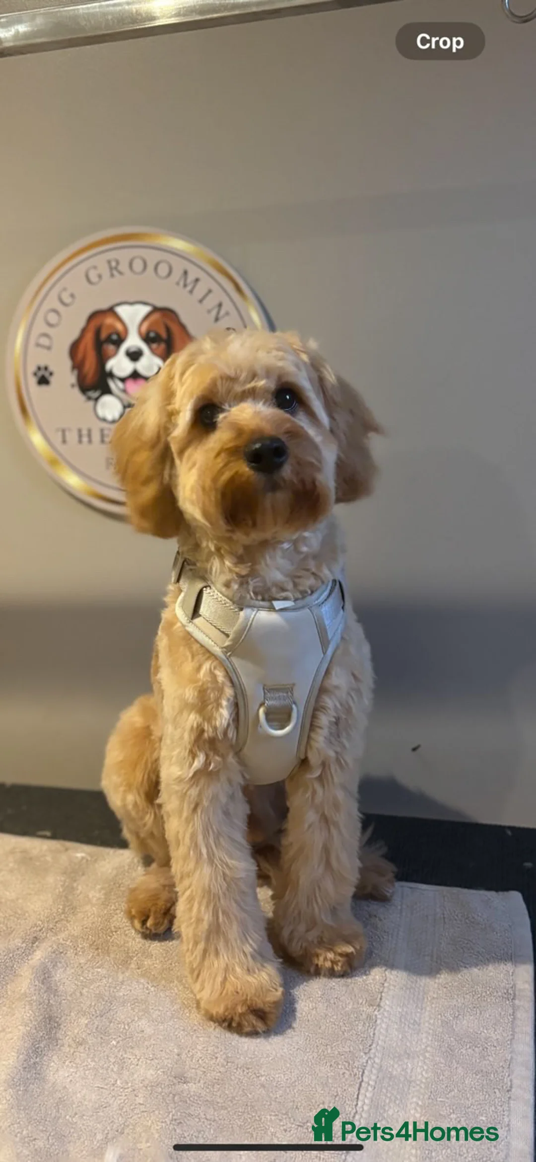 Cavalier King Charles Spaniel dogs for stud: Proven F1 Cavapoo for stud - Advert 6