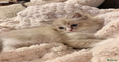 Ragdoll cats - Advert 12