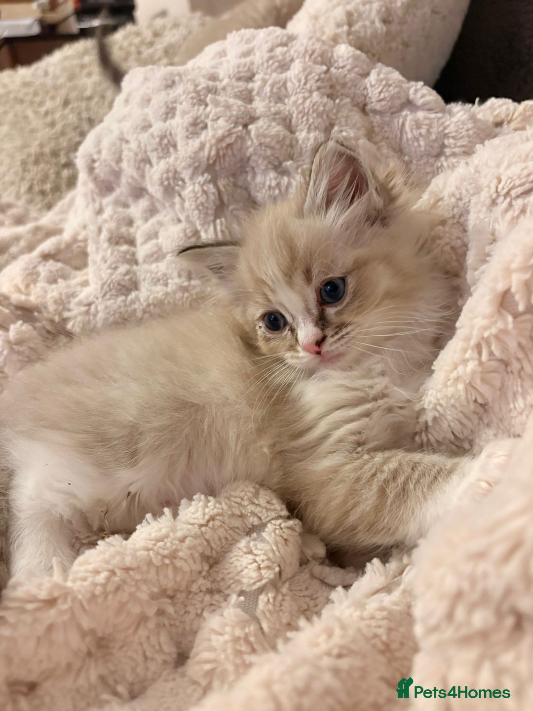 Ragdoll cats for sale: Cherubim Ragdoll Kittens TICA Mink Lynx - Image 3