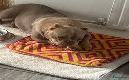 Mixed Breed dogs for sale: Female American pocket bully - Image 8