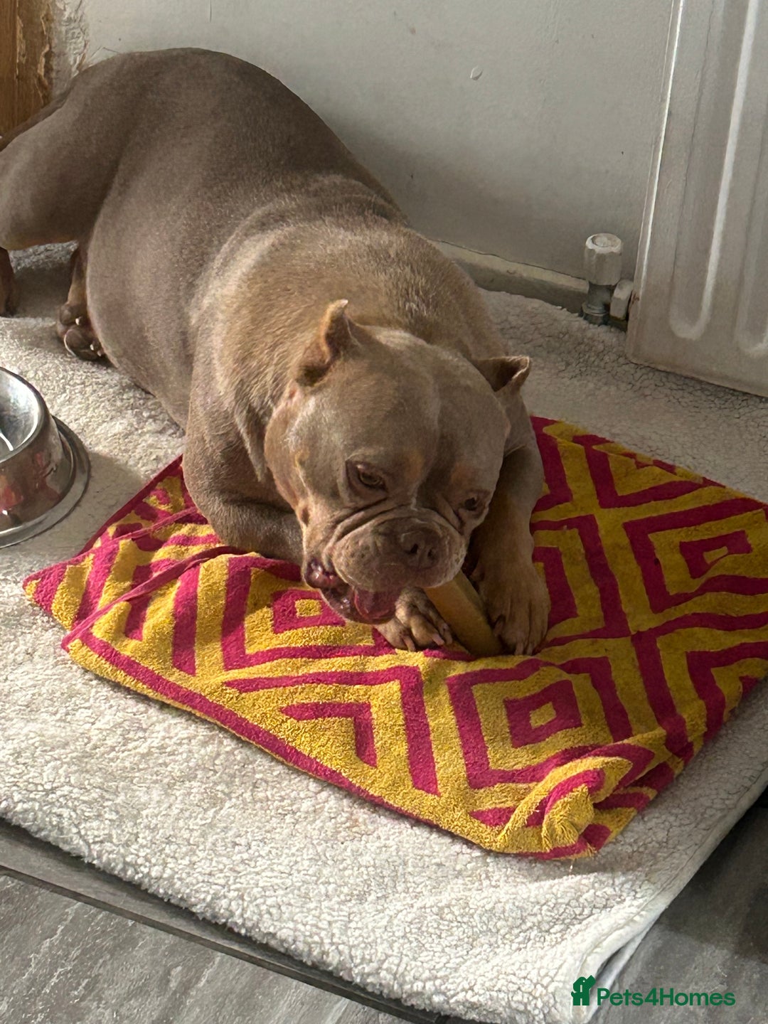 Mixed Breed dogs for sale: Female American pocket bully - Image 8