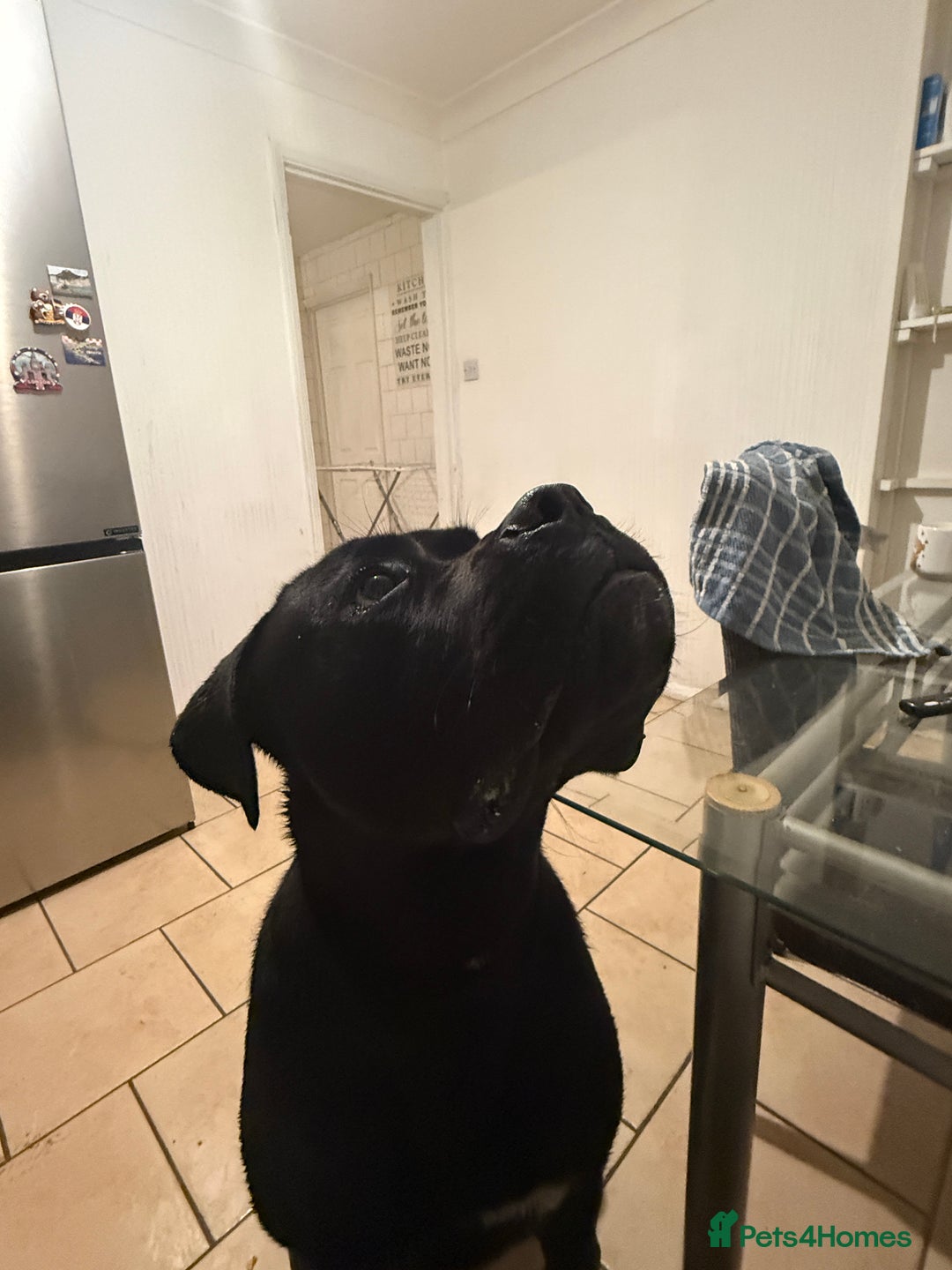Cane Corso dogs for sale: Lovely male Cane Corso for sale  - Advert 2