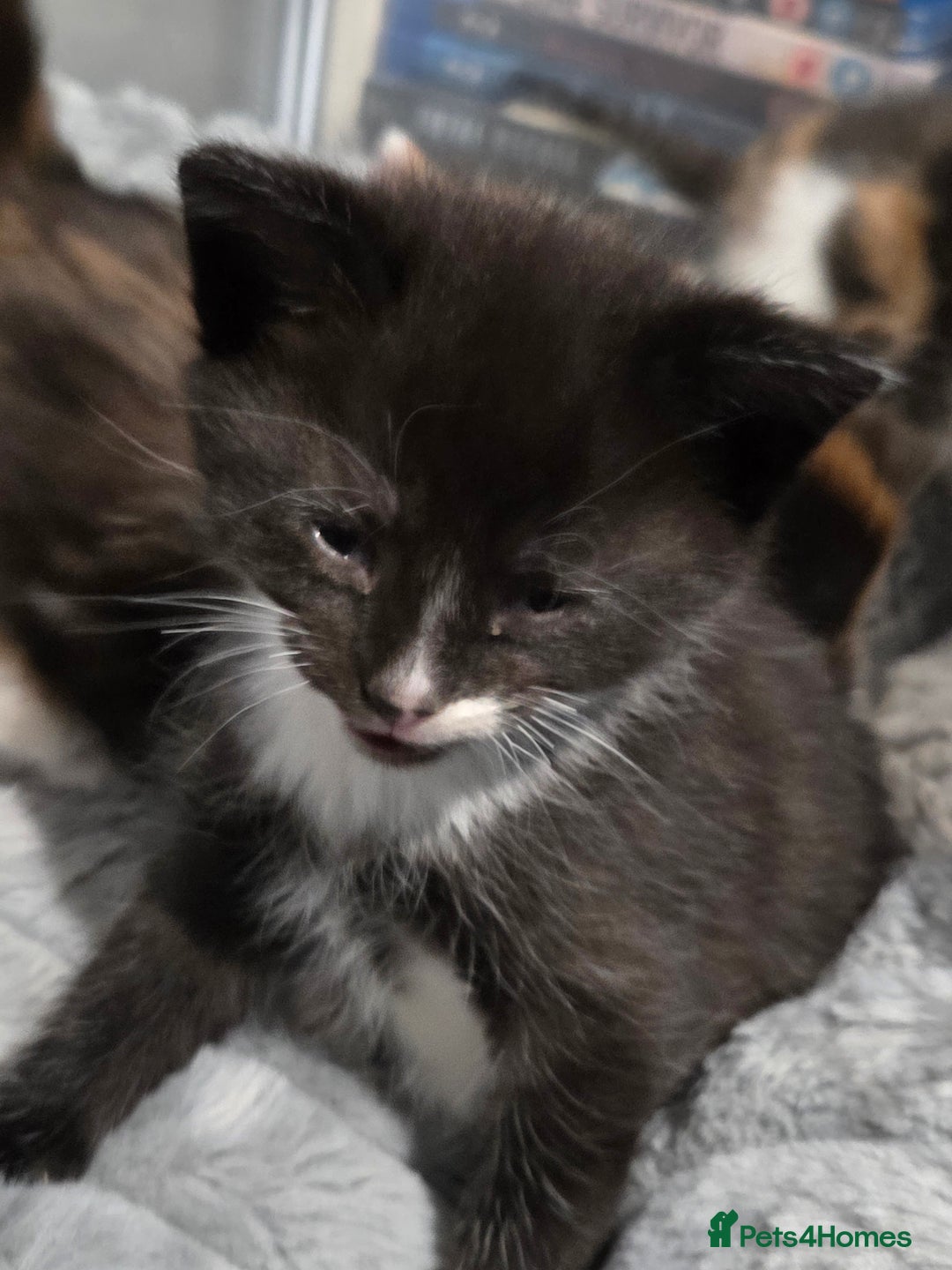 Mixed Breed cats for sale: 3 Gorgeous Male Kittens Looking for Forever Homes - Advert 10