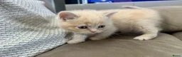 Scottish Fold cats for sale: PUREBRED Scottish fold kittens  - Advert 9