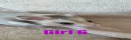 Hamster rodents for sale: Baby Syrian Hamsters  in Bristol - Advert 9
