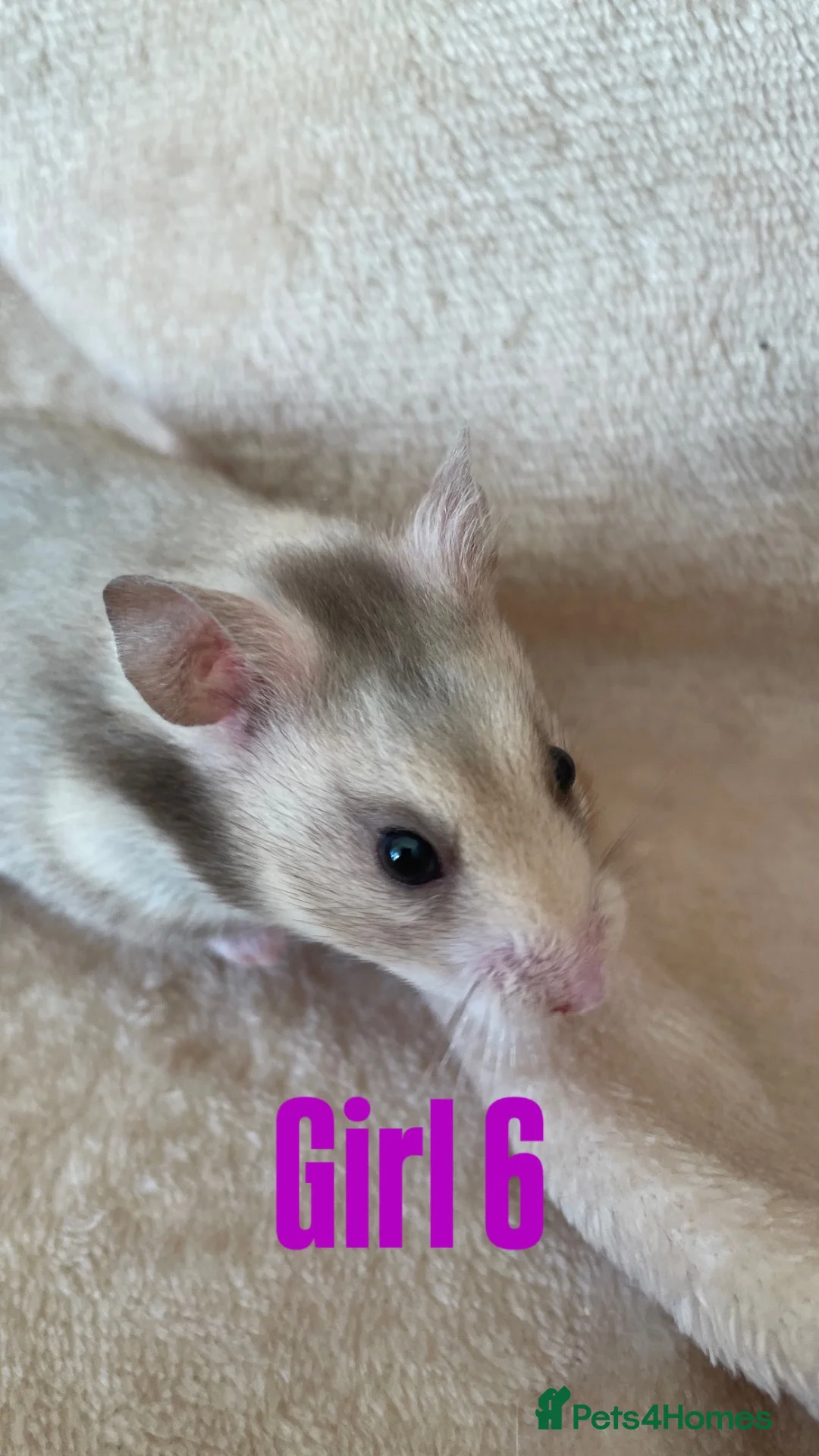 Hamster rodents for sale: Baby Syrian Hamsters  in Bristol - Advert 9