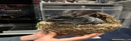 Chinchilla rodents for sale: Two 3yo sister chinchillas for sale in London - Advert 13
