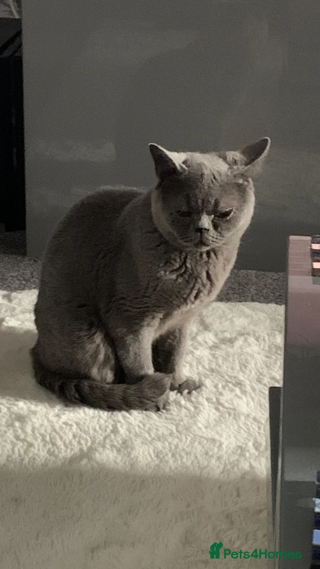 British Shorthair cats for sale: 2 year old British short haired female cat - Advert 2