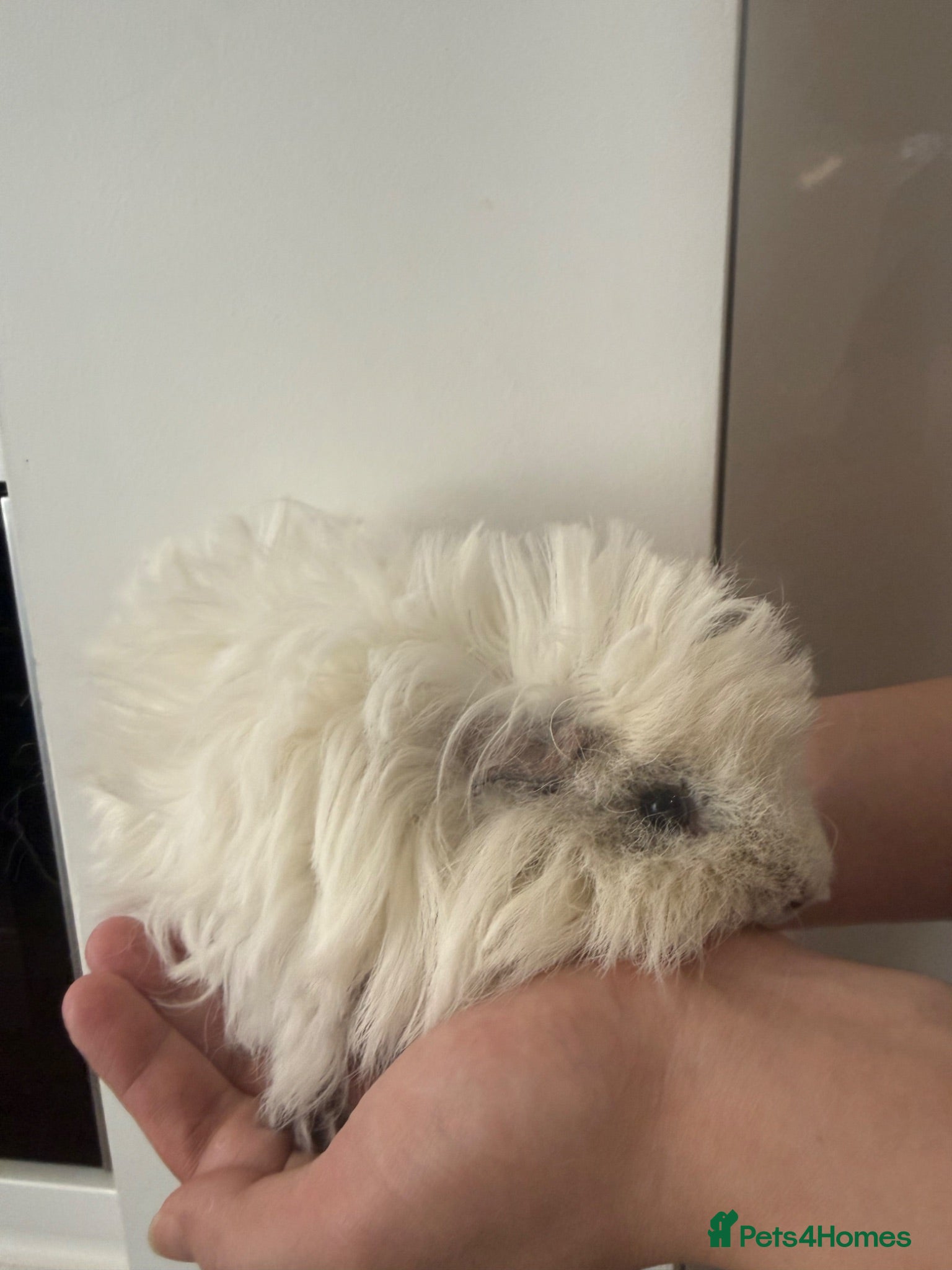 Guinea Pig rodents 2 purebred bonded male Lunkarya guinea pigs - Advert 1