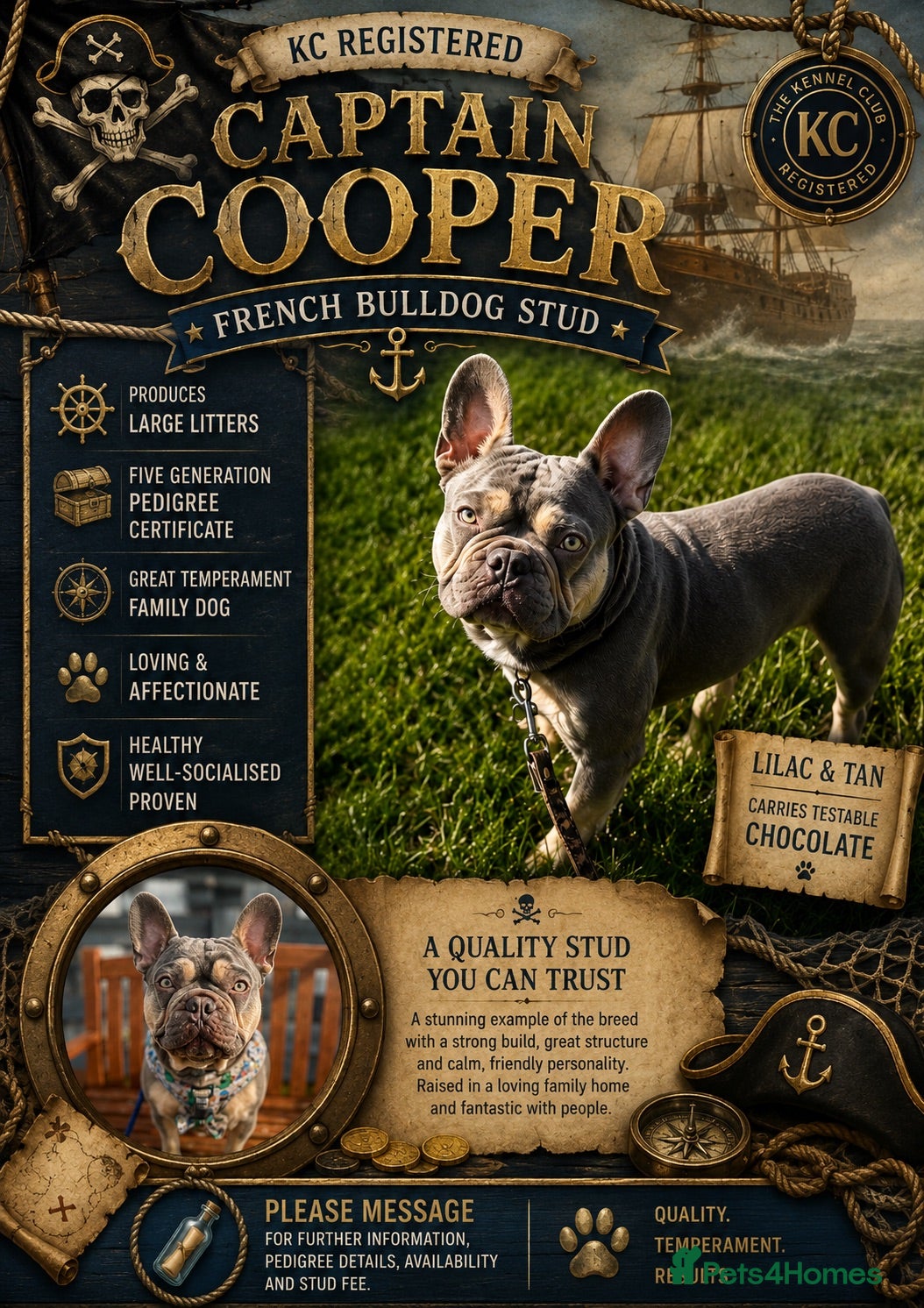 French Bulldog dogs CAPTAIN COOPER - Advert 1