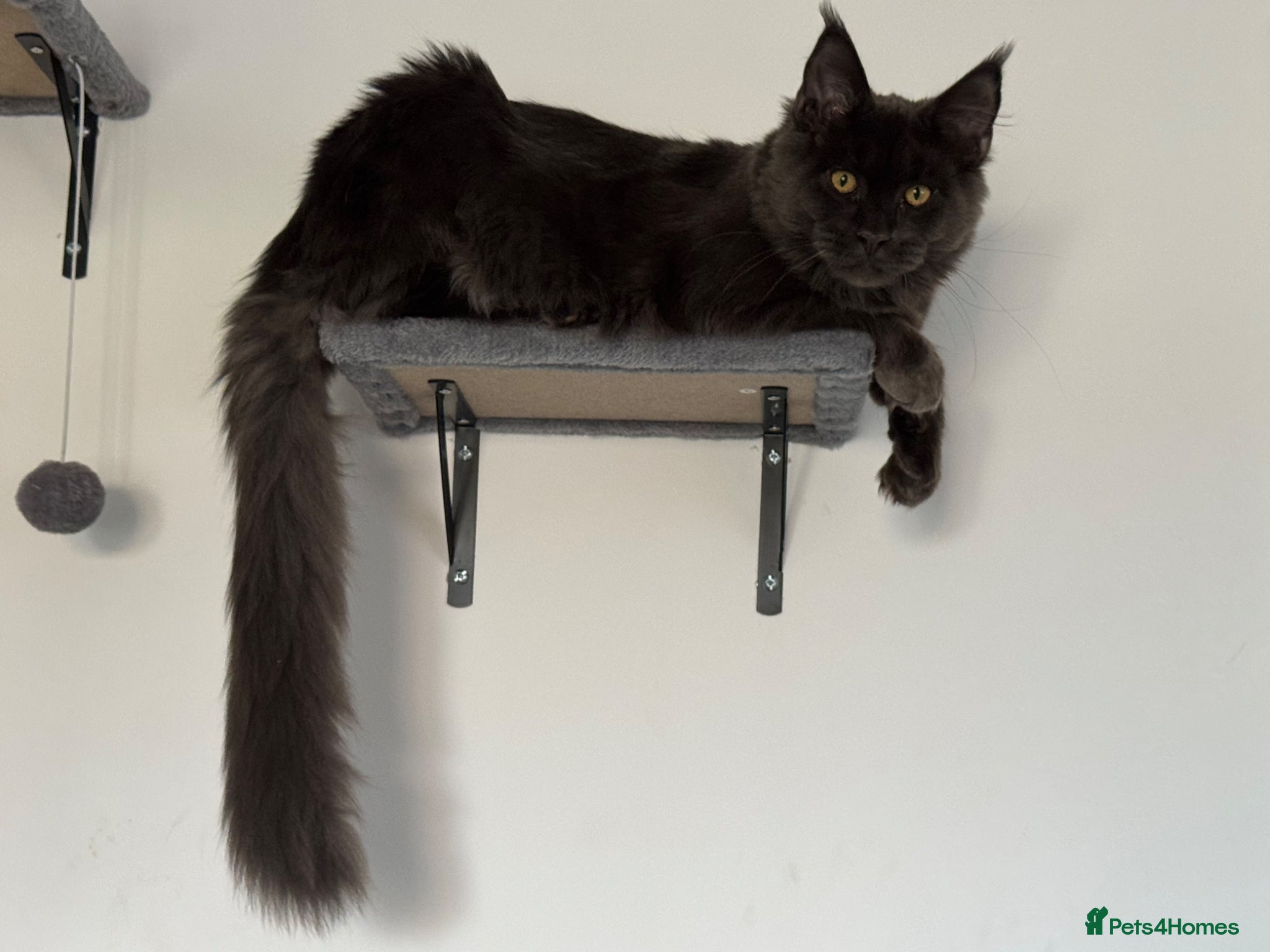 Maine Coon cats for stud: Mainecoon stud - Advert 6