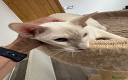 Siamese cats for sale: Lovely Siamese Lilac Point - Active Register - Image 6