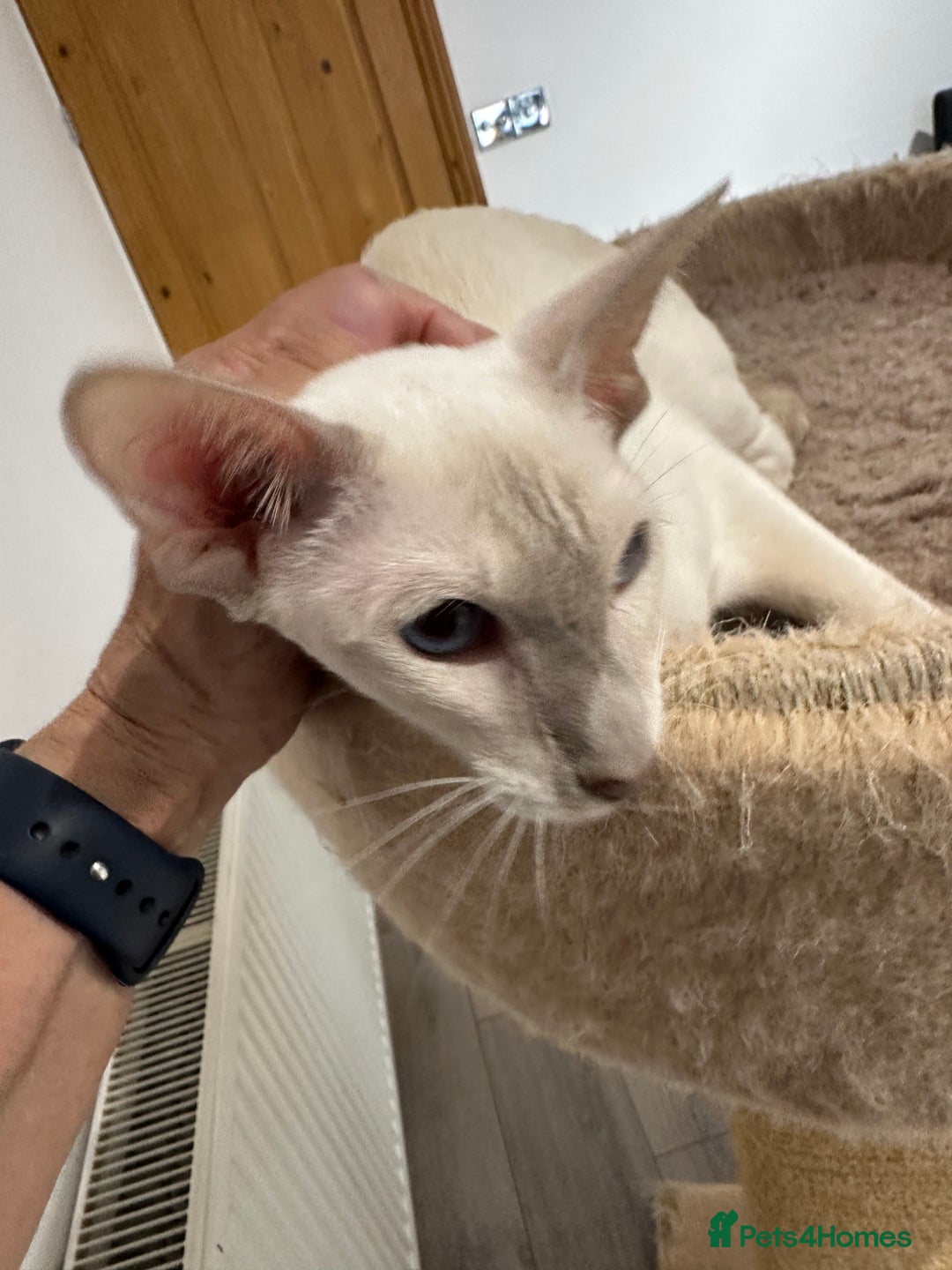 Siamese cats for sale: Lovely Siamese Lilac Point - Active Register - Image 6