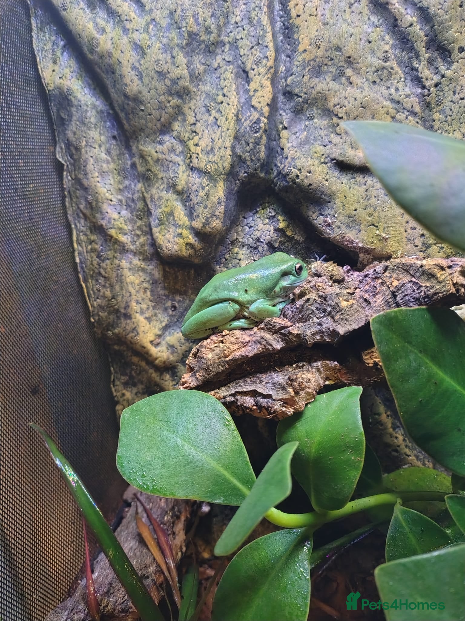 Frog reptiles White's tree frog - Advert 2