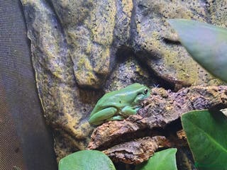 Frog reptiles White's tree frog - Advert 2