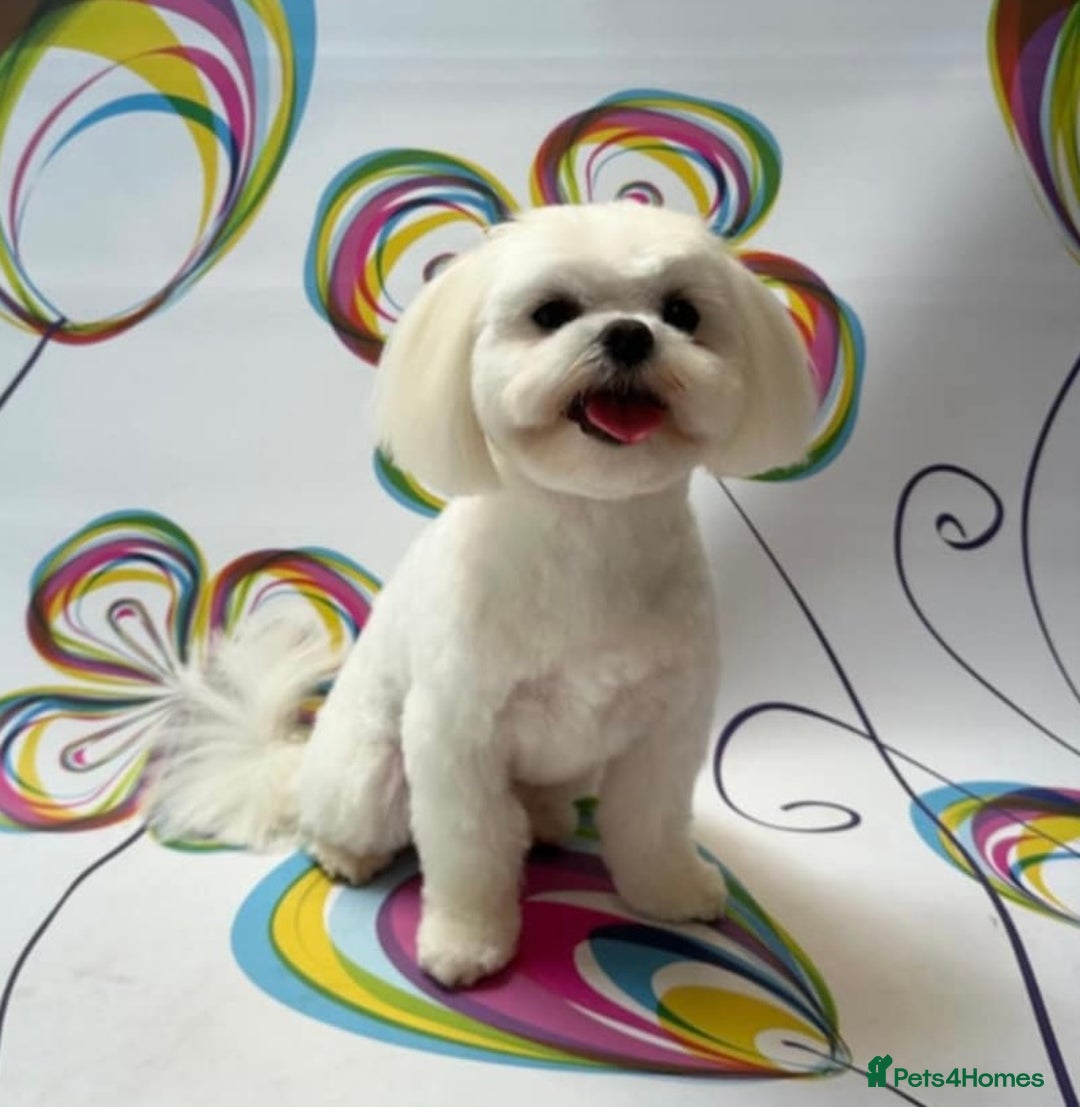 Maltese dogs for stud: Maltese for stud❗️ in Wakefield - Advert 8