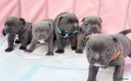 Staffordshire Bull Terrier dogs for sale: SIMPLY STUNNING COI 5.8% - Image 7