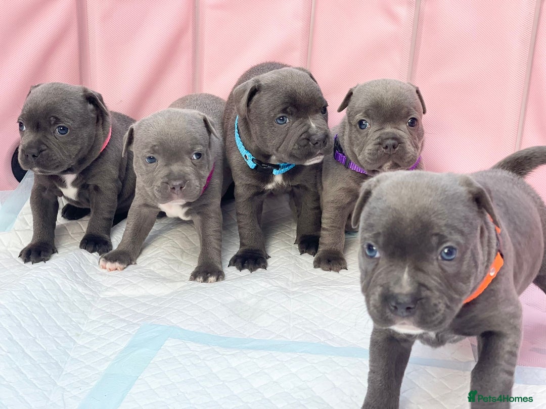 Staffordshire Bull Terrier dogs for sale: SIMPLY STUNNING COI 5.8% - Image 7