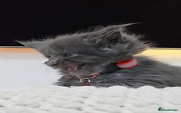 Maine Coon cats for sale: Tica registered maine coon giants kittens £1300 - Image 13