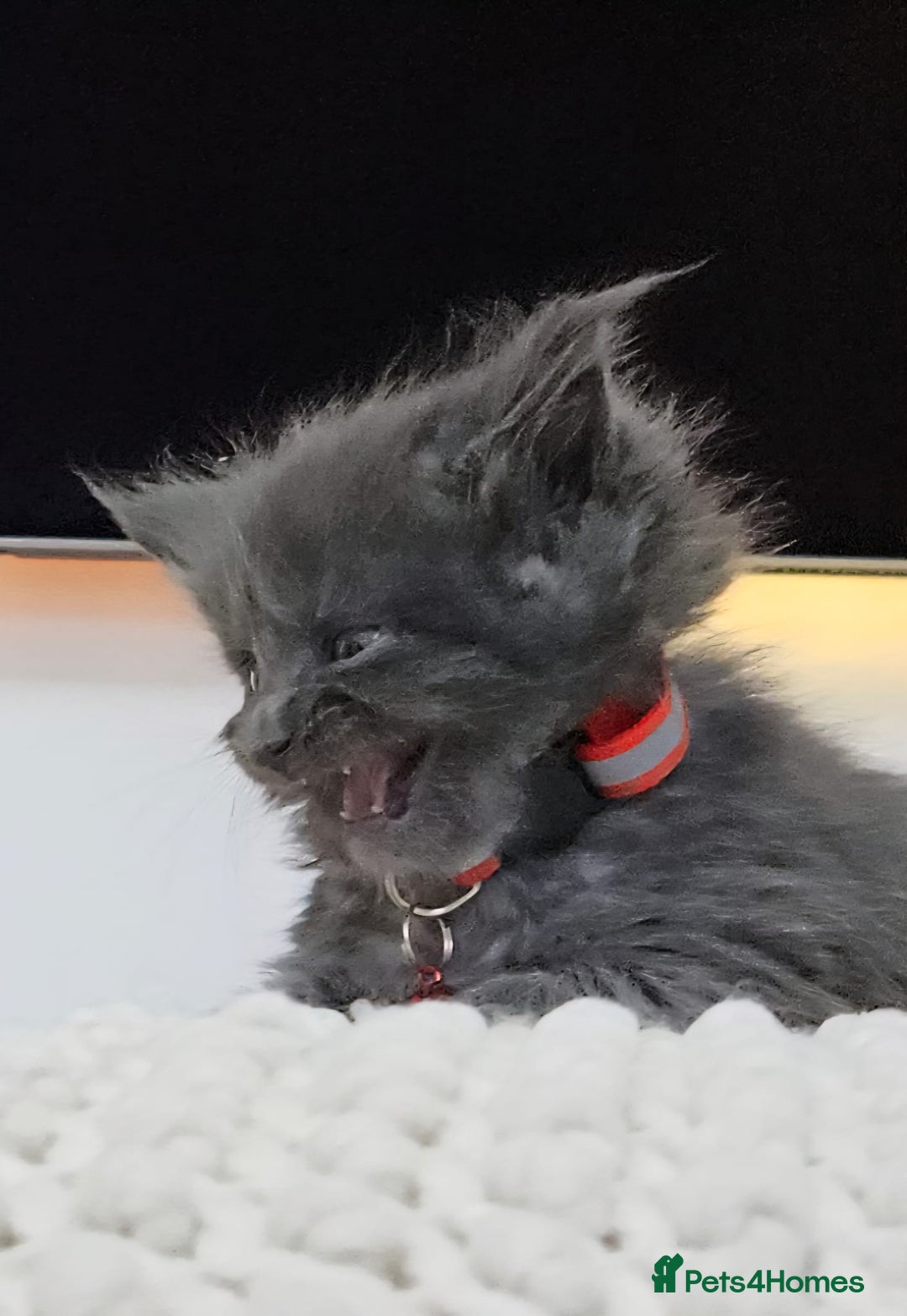 Maine Coon cats for sale: Tica registered maine coon giants kittens £1300 - Image 13