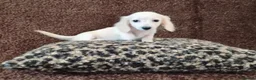 Miniature Dachshund dogs for sale: Rare Cream Longcoat Miniature Dachshund Puppies  - Advert 10