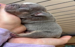 French Bulldog dogs for sale: Frenchies  - Advert 10