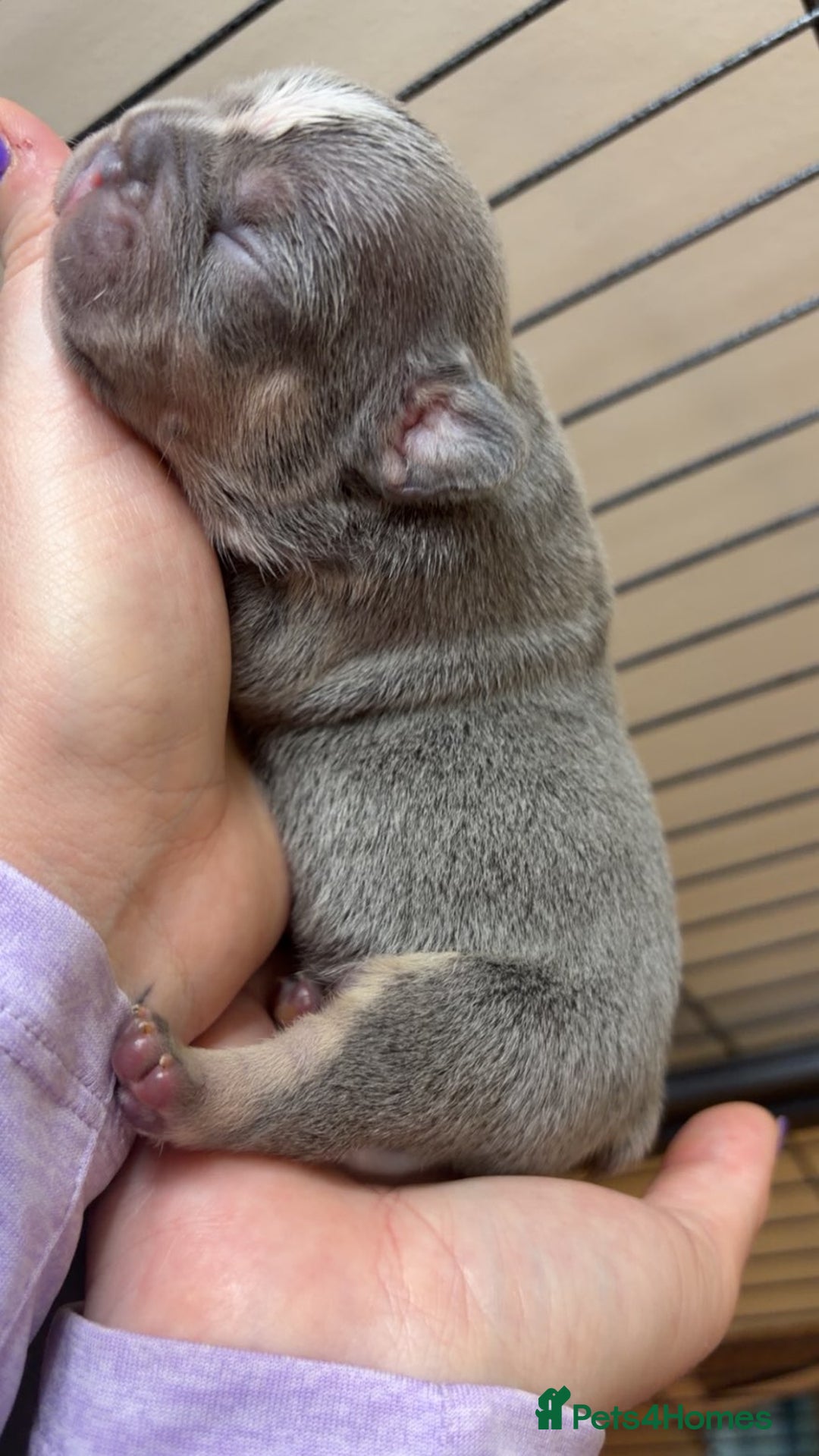 French Bulldog dogs for sale: Frenchies  - Advert 10