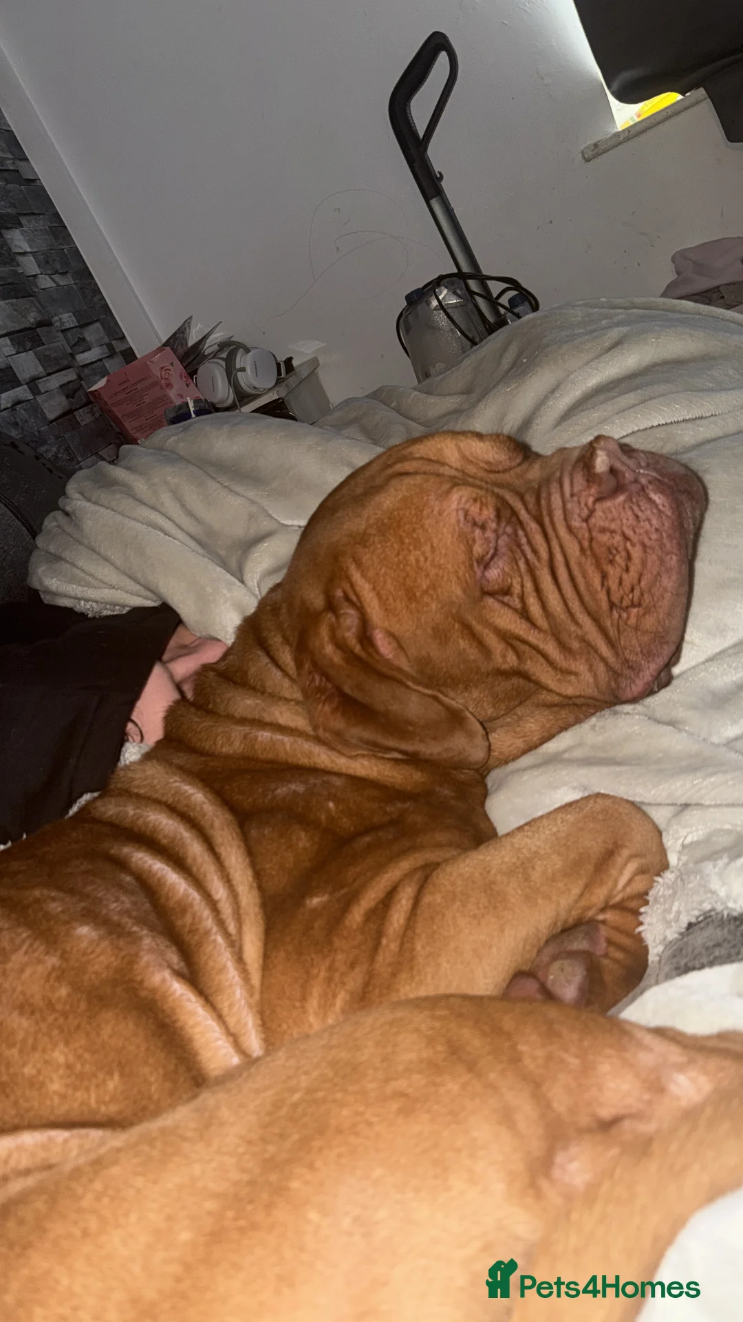 Dogue De Bordeaux dogs for sale: Hoochy poochy  - Advert 3
