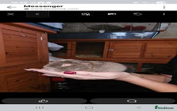 Guinea Pig rodents for sale: Baby guinea pigs - Image 3