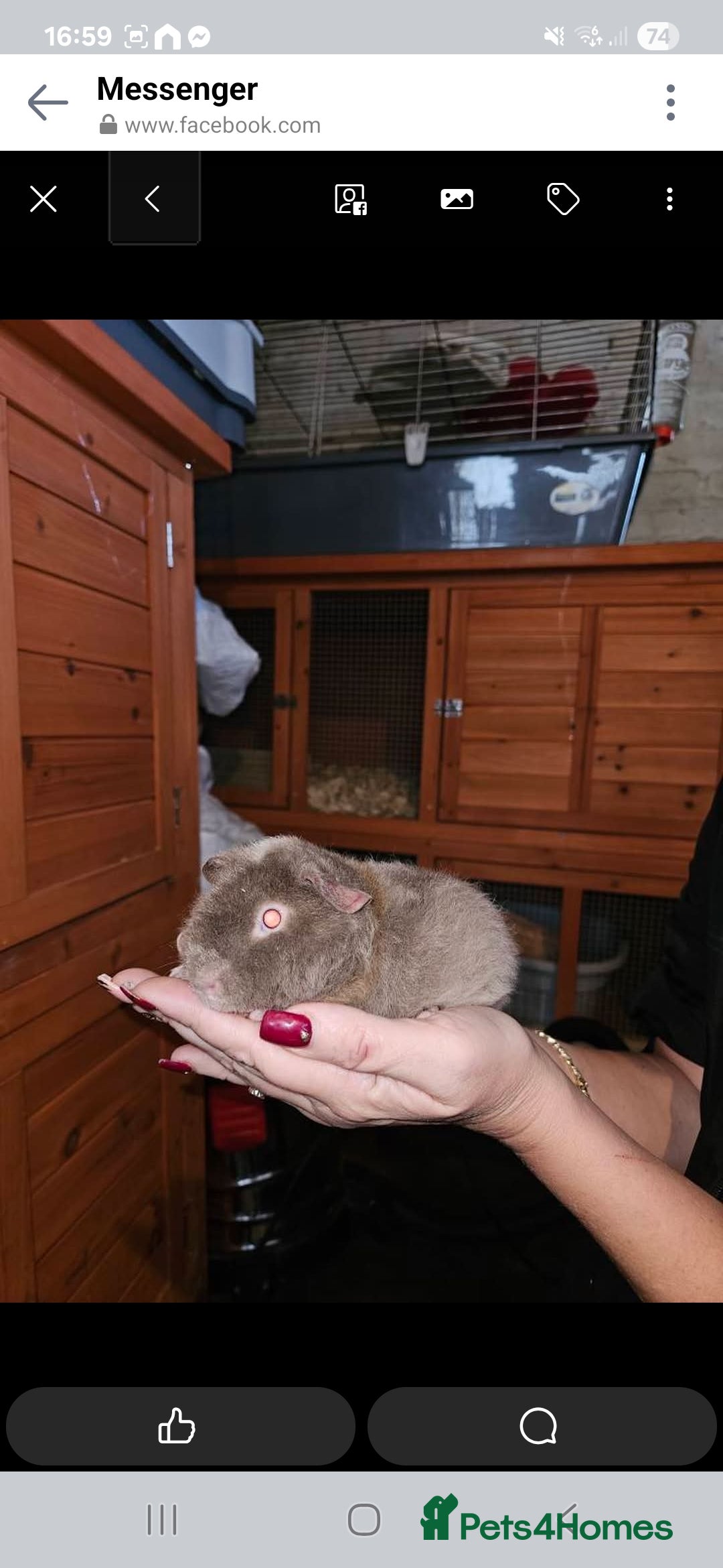 Guinea Pig rodents for sale: Baby guinea pigs - Image 3