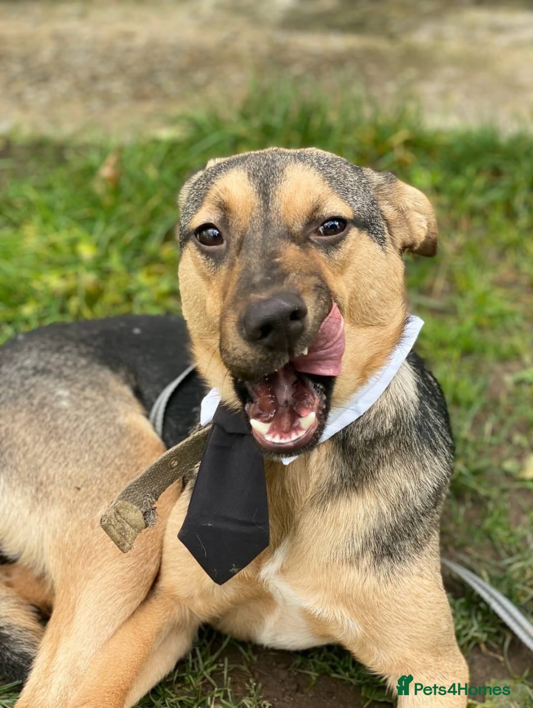 Mixed Breed dogs for adoption: 💙MOZART-low medium 1 yo boy looking for safety💙 - Advert 3